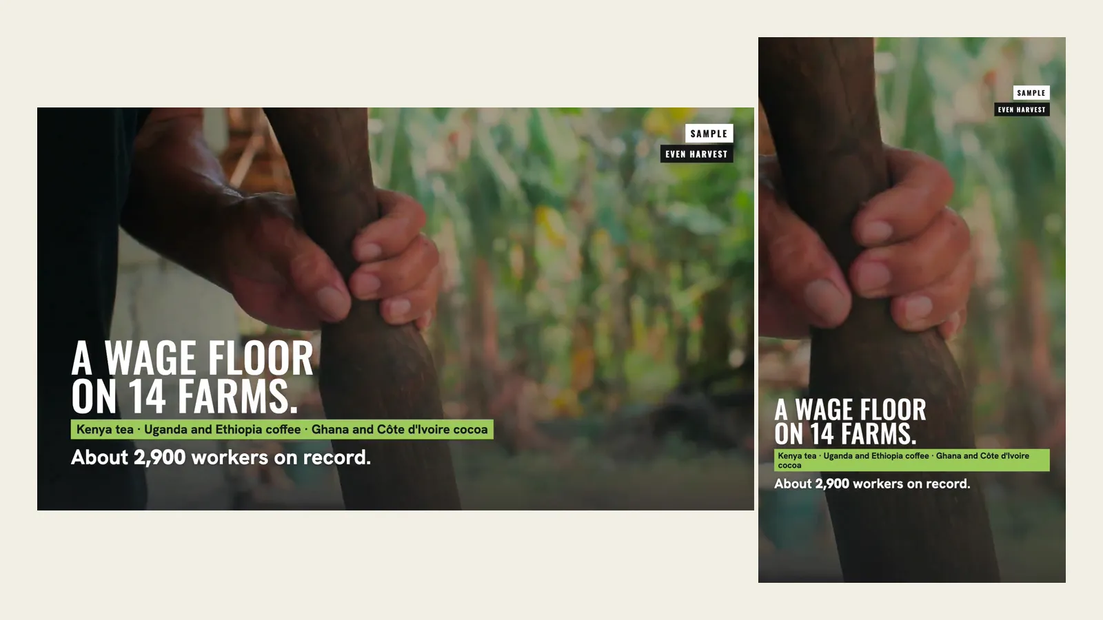 The same moment of the Even Harvest sample video in two shapes, a wide frame and a tall phone-shaped frame, both reading a wage floor on 14 farms